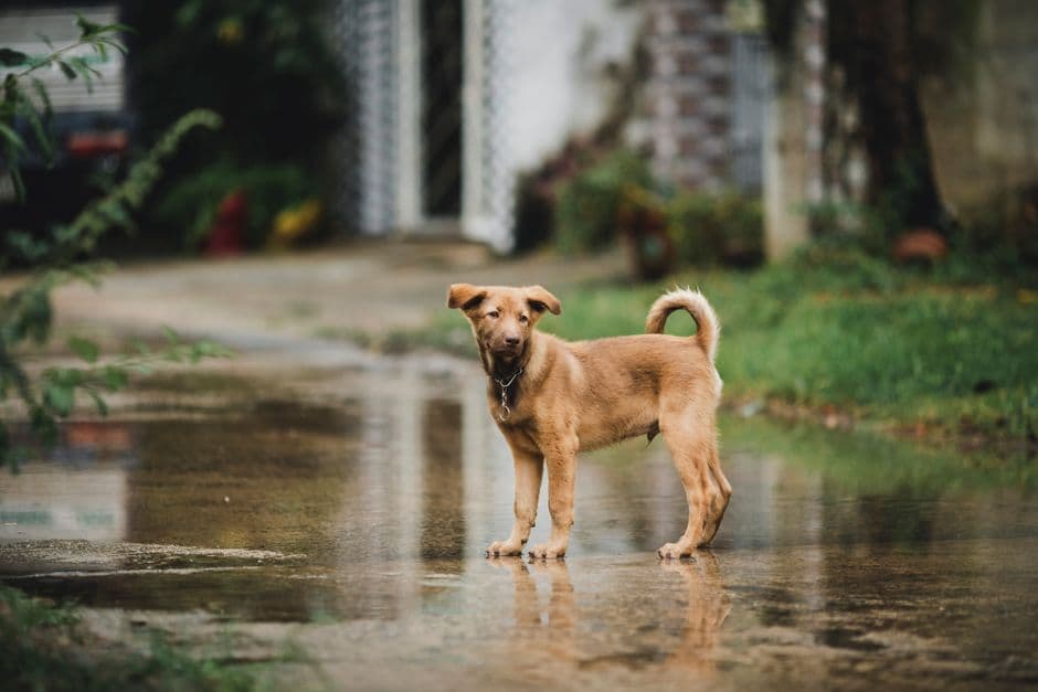 A brown dog standing on a wet street after rain