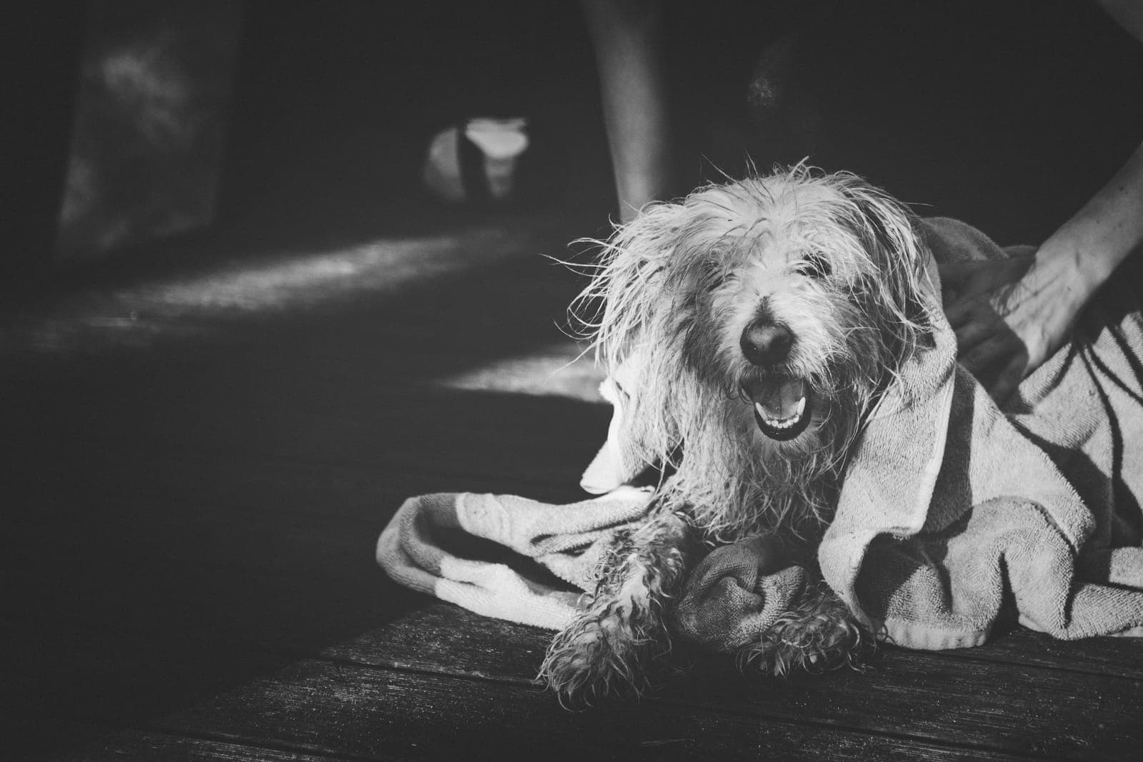A wet dog being dried with a towel outdoors, in black and white
