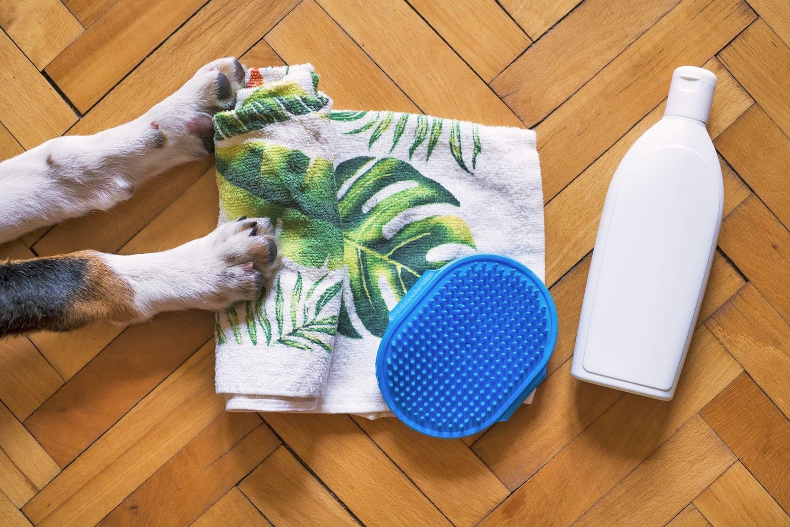 Dog grooming essentials laid out on a wooden floor beside a dog's paws