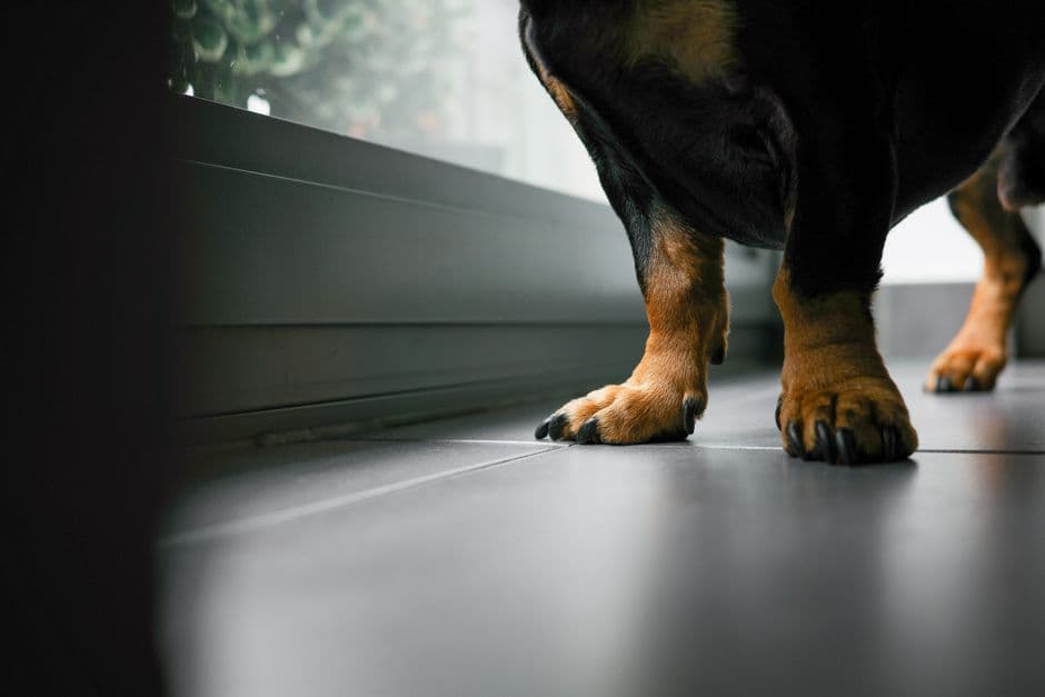 Close-up of a large dog paws resting on an indoor floor