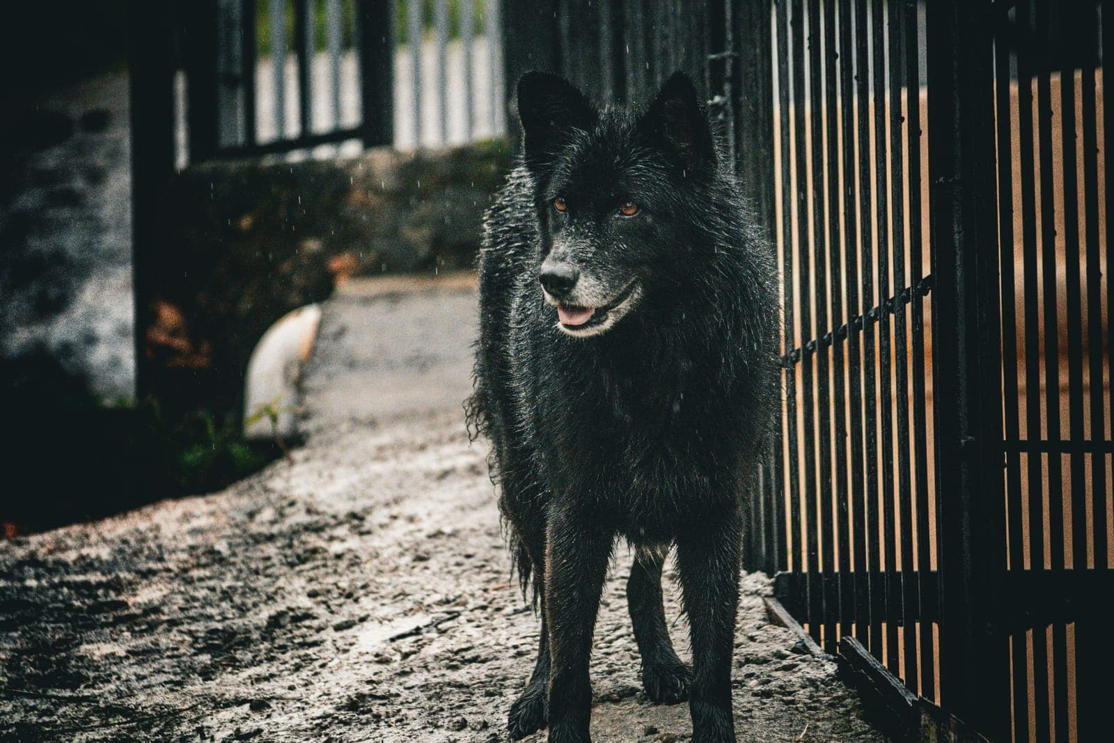 A wet black dog standing outdoors in the rain beside a gate