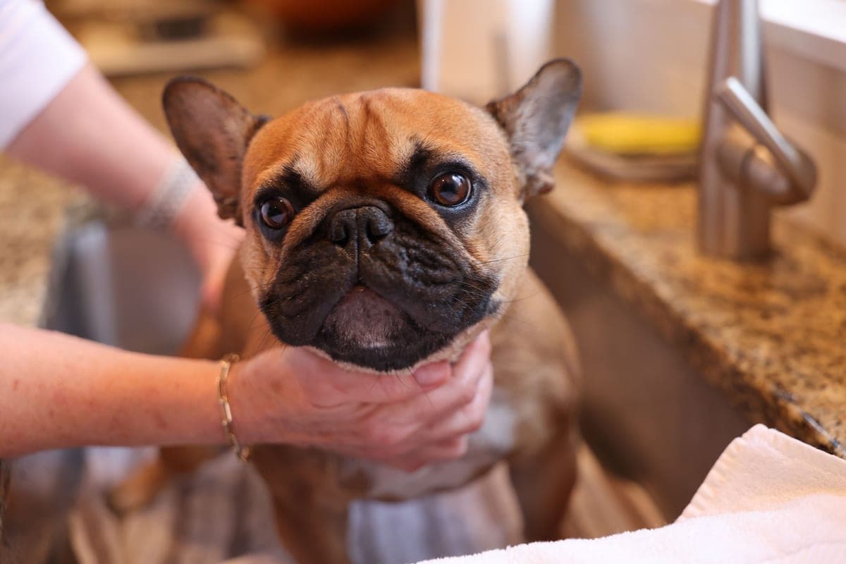 A dog paw being cleaned on a textured mat at a doorway