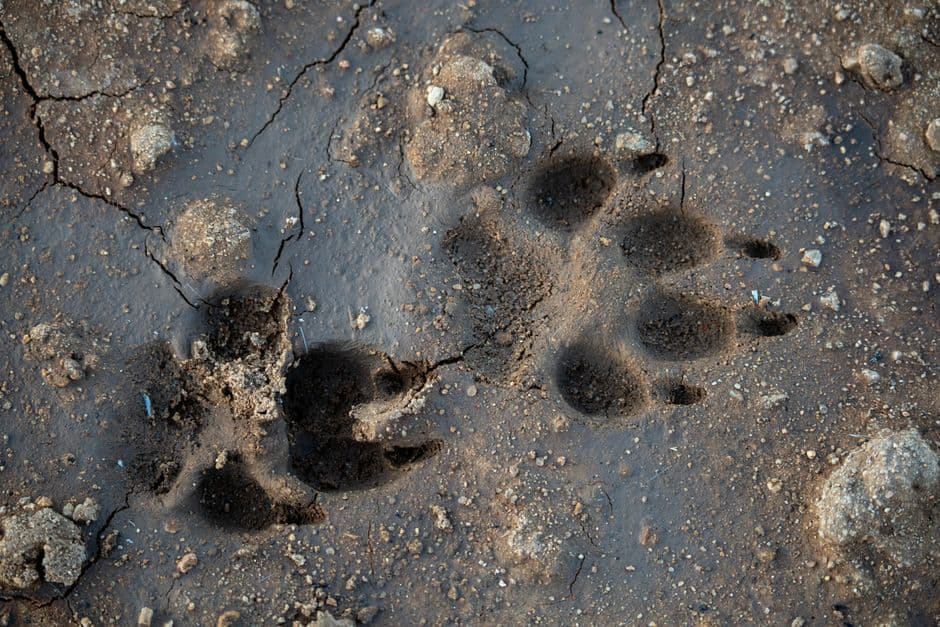 Close-up of dog paw prints pressed into wet mud