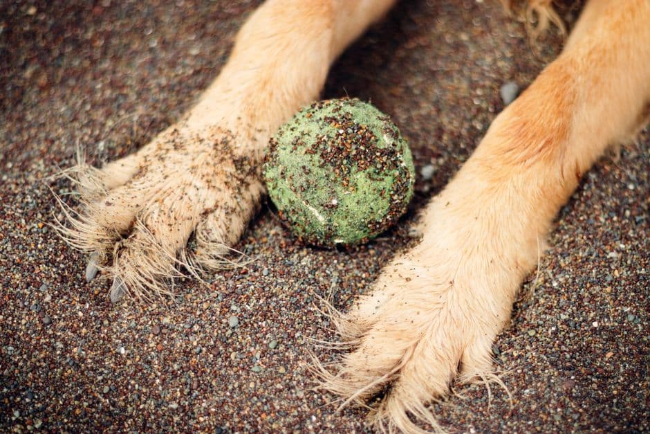 Close-up of a dog's sandy, dirty paws after a walk