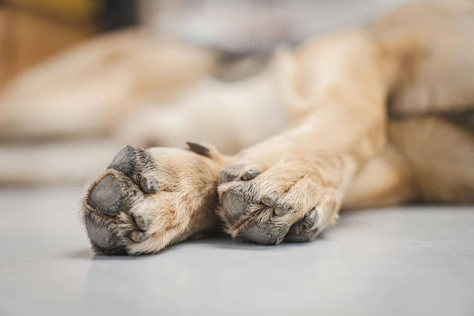 A dog lying with its paws resting on a smooth hard floor