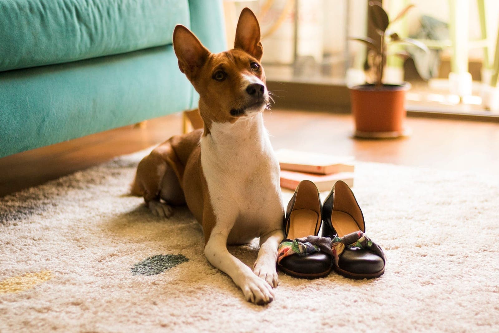 A dog lying on a rug indoors next to a pair of shoes