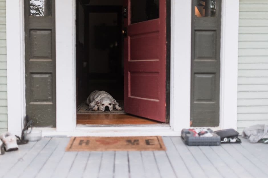 A dog lying in an open doorway beside an entrance mat