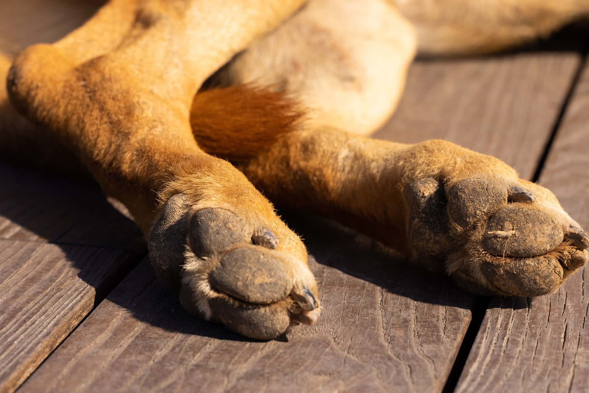 A dog standing at an open door with muddy paws on a mat